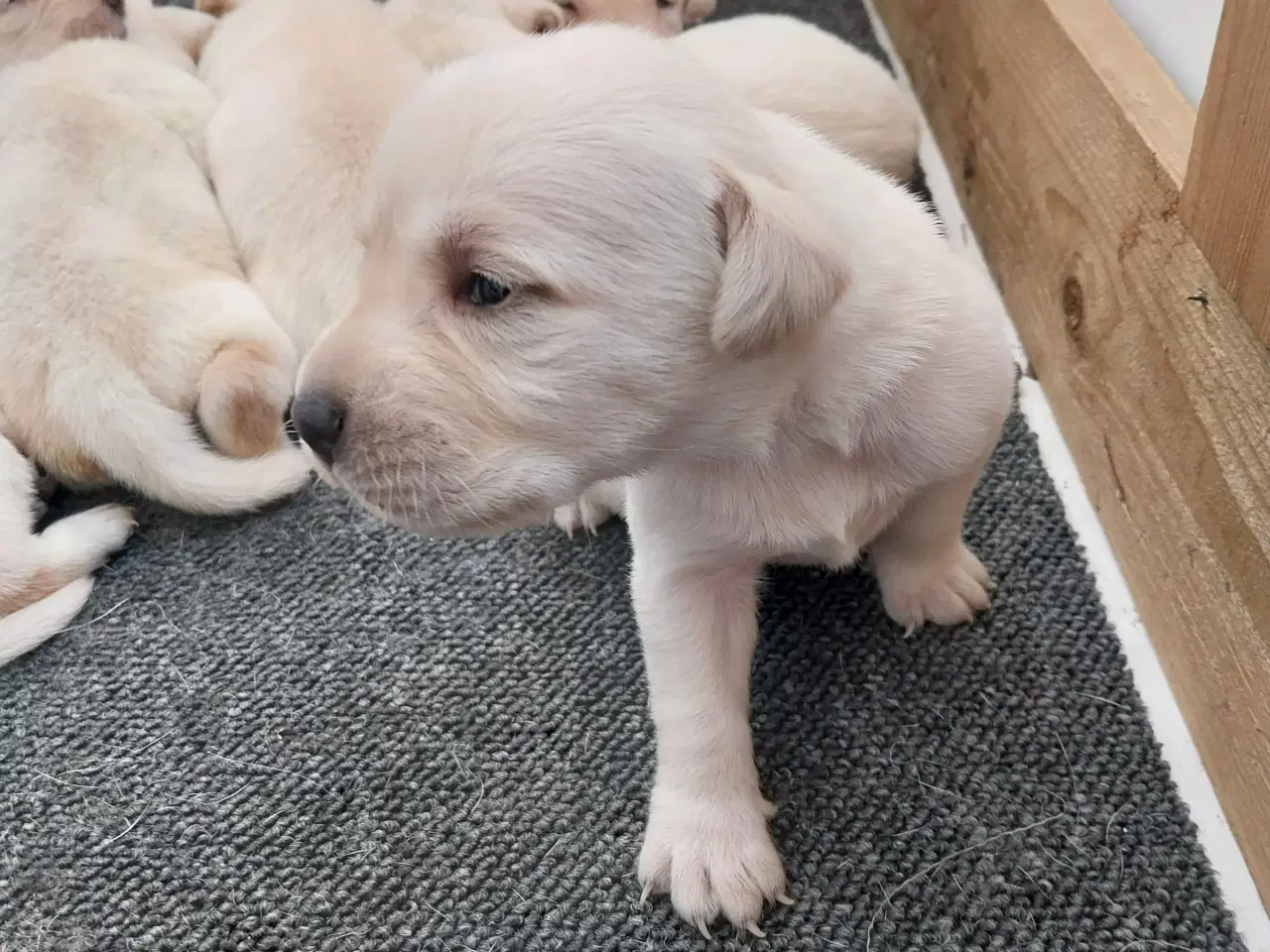 Billede 1 - Gule Labrador hvalpe.