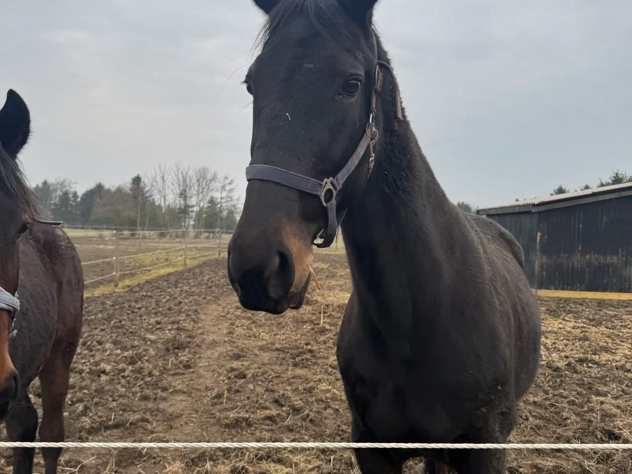 Billede 1 - Traver hoppe