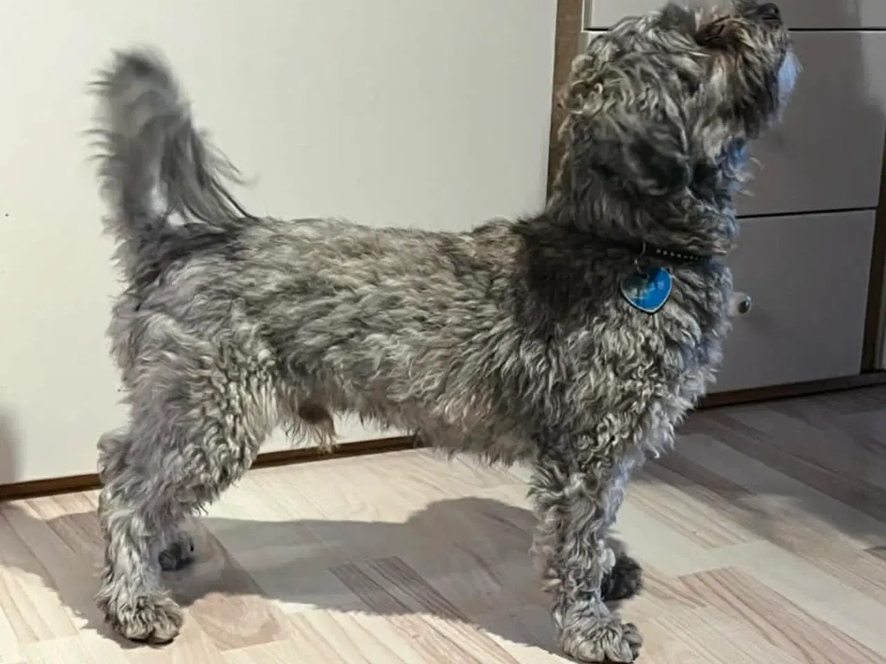 Billede 9 - Kun en tæve tilbage nu! Små blandinger 