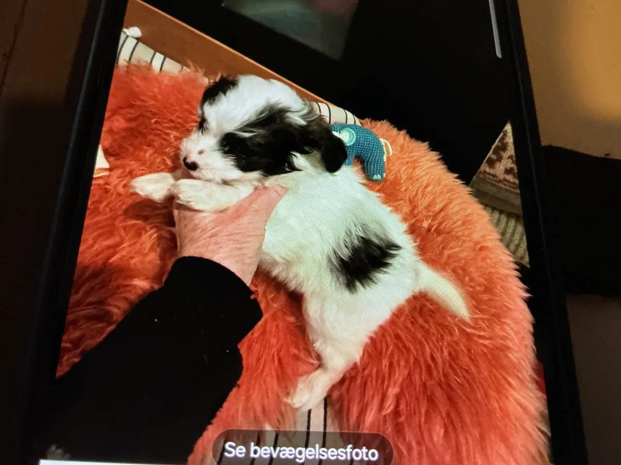 Billede 1 - Papipoo drenge