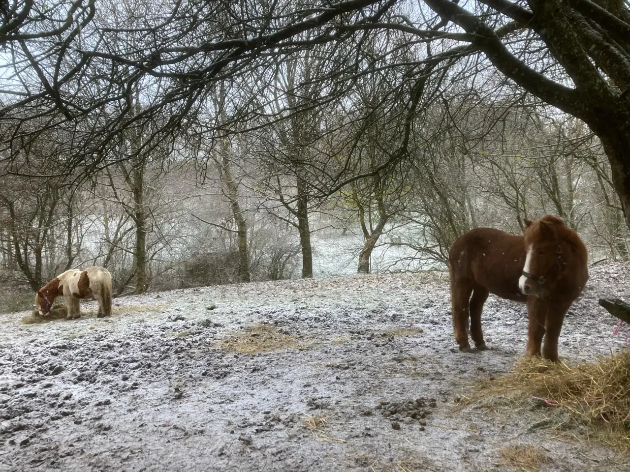 Billede 5 - Hygge/selskabshest søger kærligt hjem