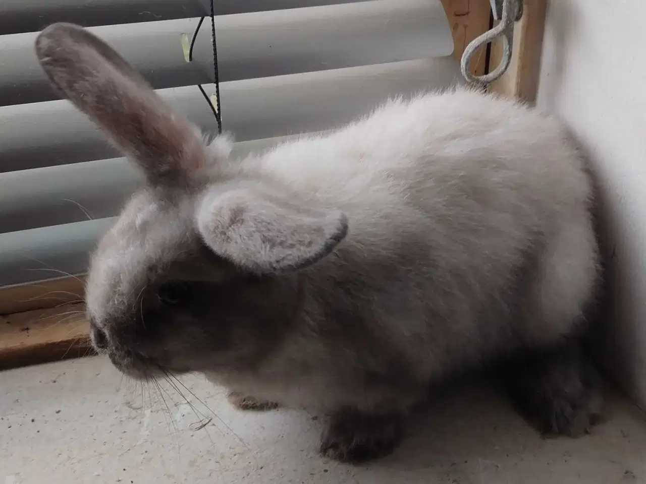 Billede 1 - Sød og kælen Mini-lop mix 