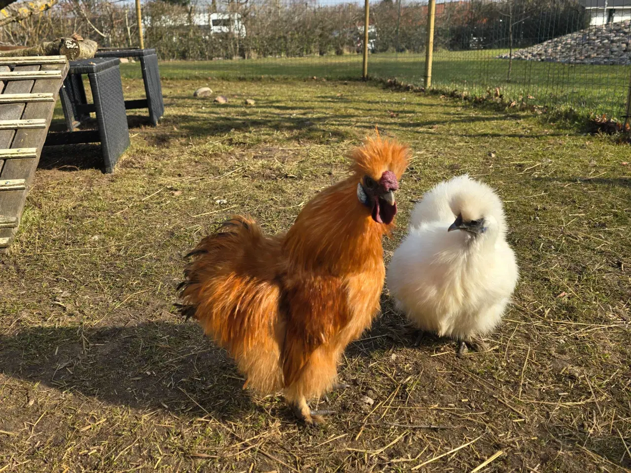 Billede 3 - Lille dværg silkehane