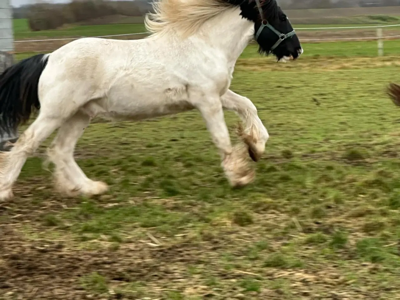 Billede 12 - Sød ung hingst byttes evt til anden hest/pony