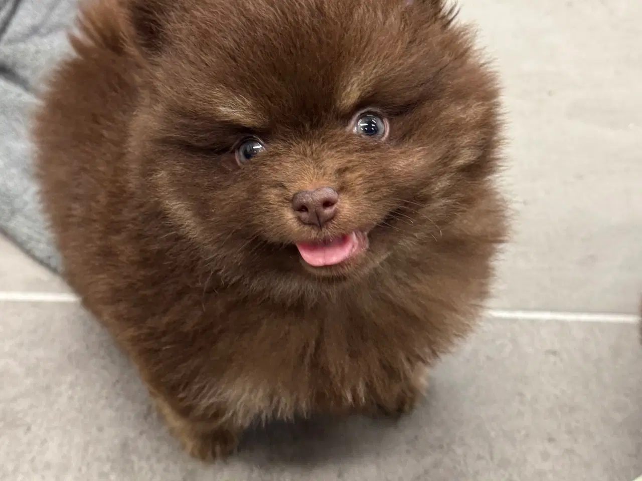 Billede 17 - Pomerania hvalpe 1 pige tilbage