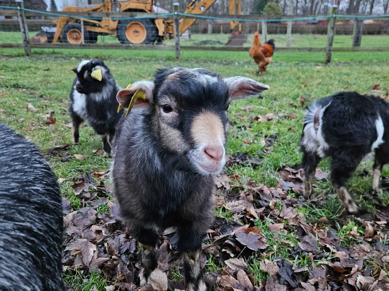 Billede 1 - Dværgged bukkekid