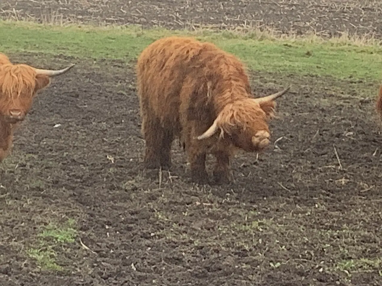 Billede 2 - Skotsk højlandstyr fra 2025 søges