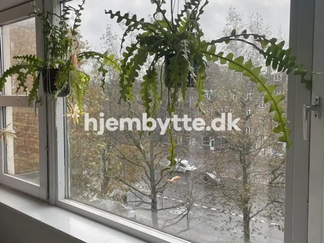 Billede 7 - Hjembytte - Kapelvej