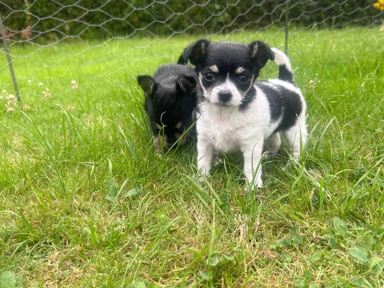 Billede 4 - Chihuahua/yorkshire terrier