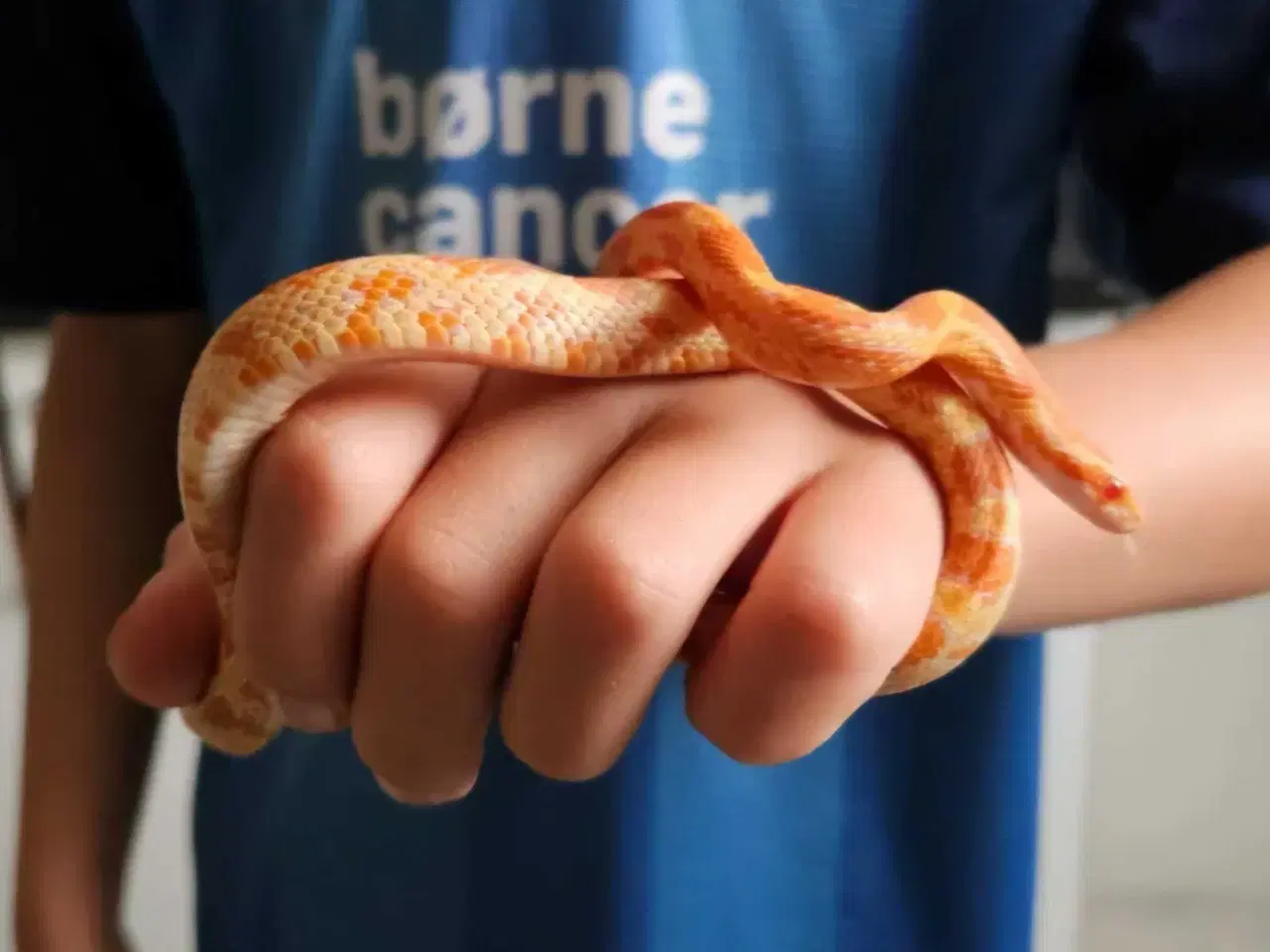 Billede 1 - Kornsnog inkl terrarie 