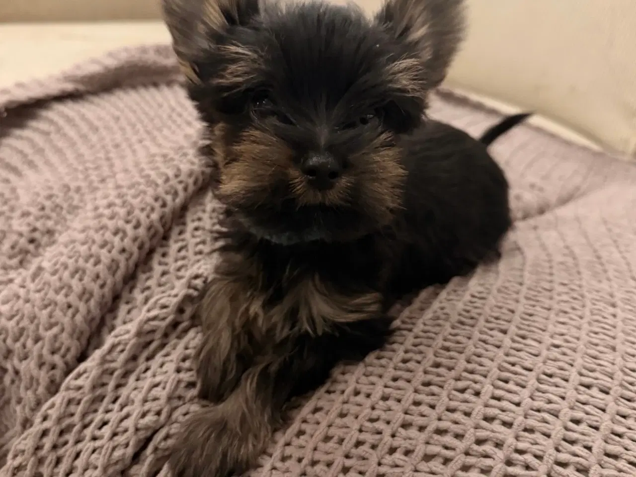 Billede 5 - Skønne Hvalpe 