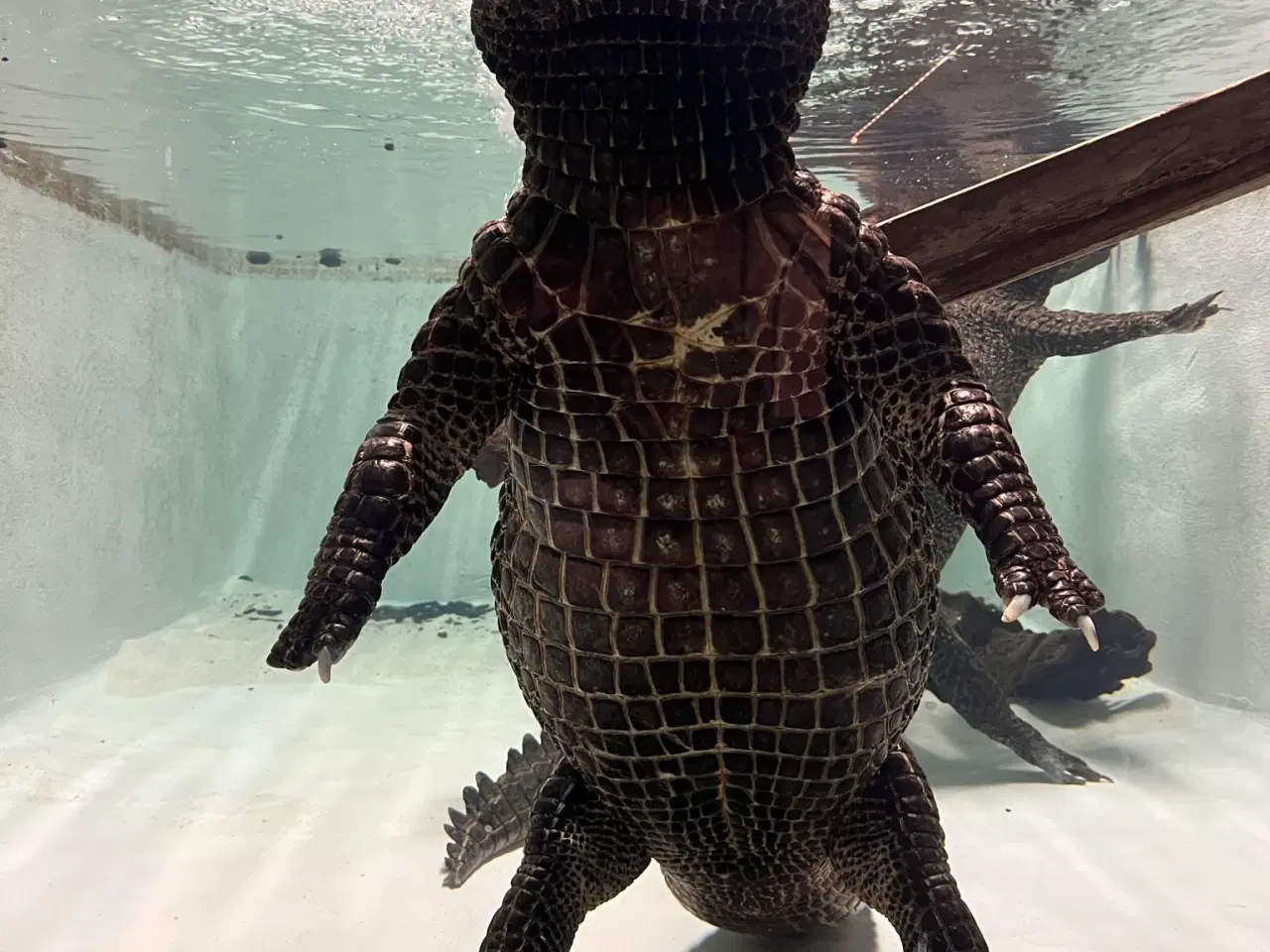Billede 8 - Vest Afrikansk dværg krokodille 