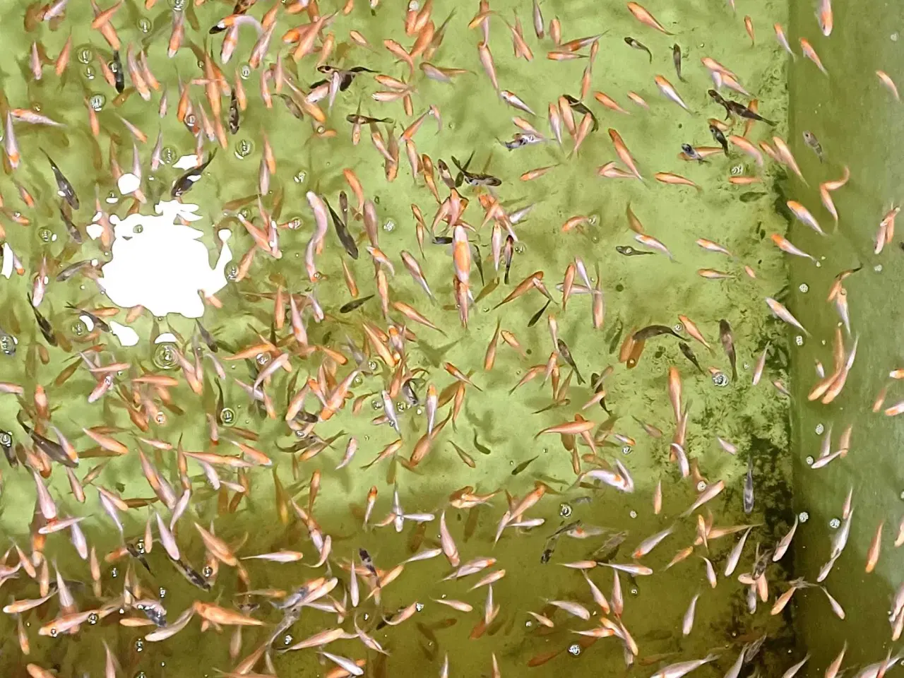 Billede 2 - Koi 8-12 cm