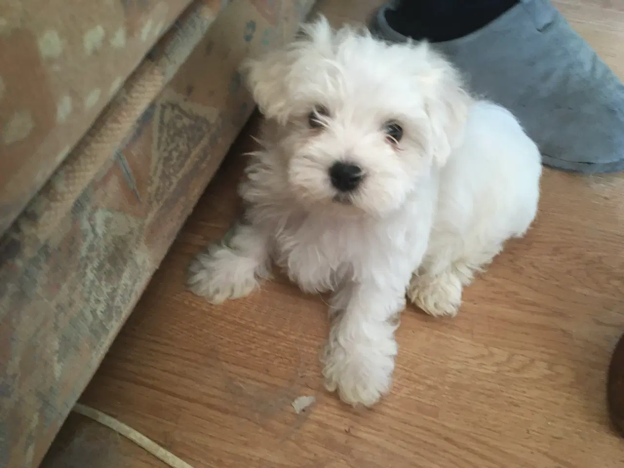 Billede 1 - Coton de tulear.