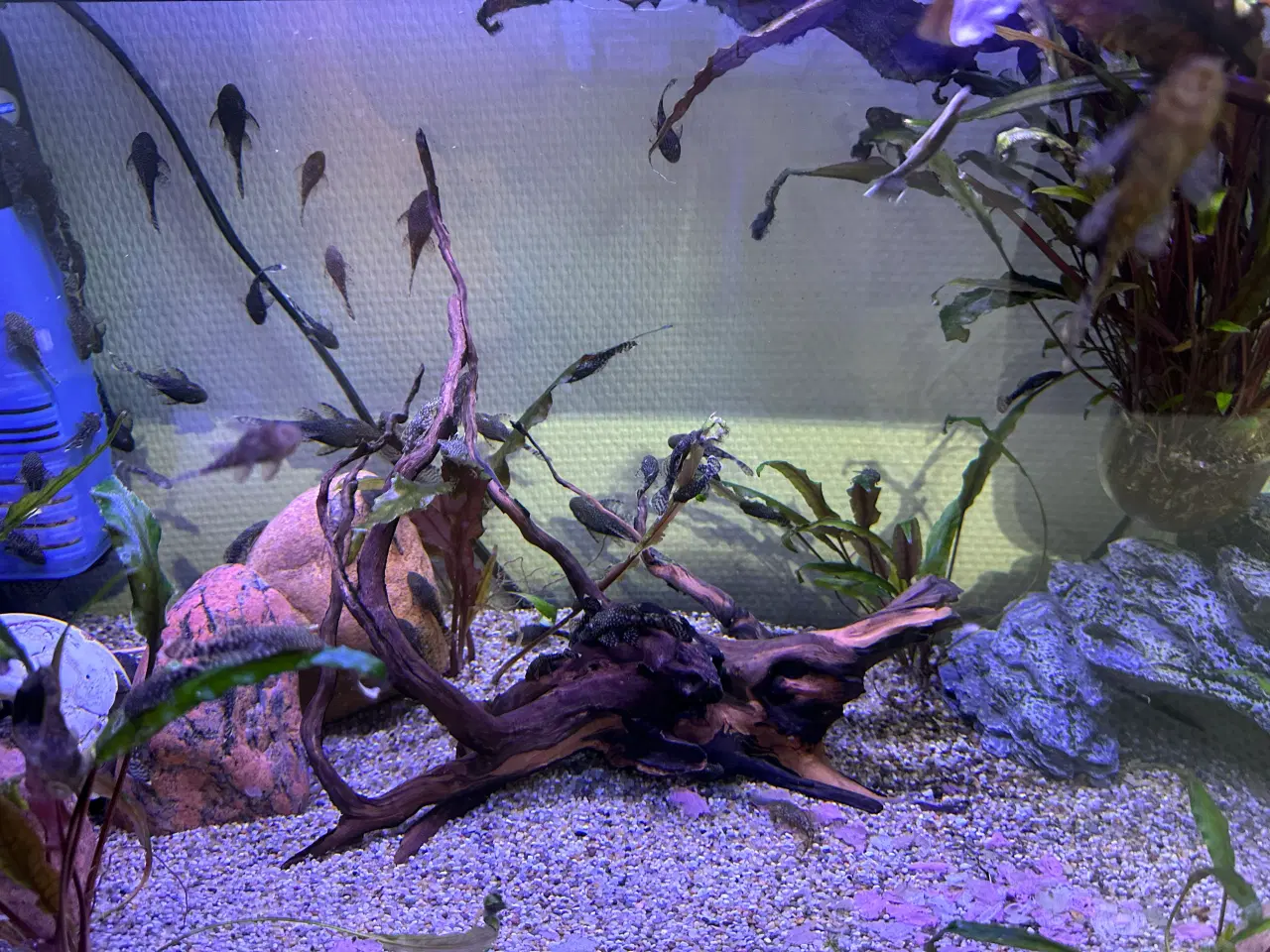 Billede 4 - Ancistrus Maller 