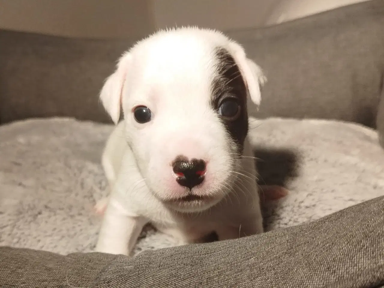 Billede 6 - Jack Russell terrier puppies 