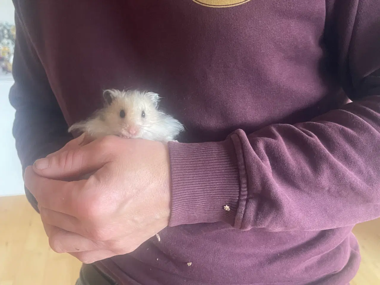 Billede 1 - Guldhamster langhåret 