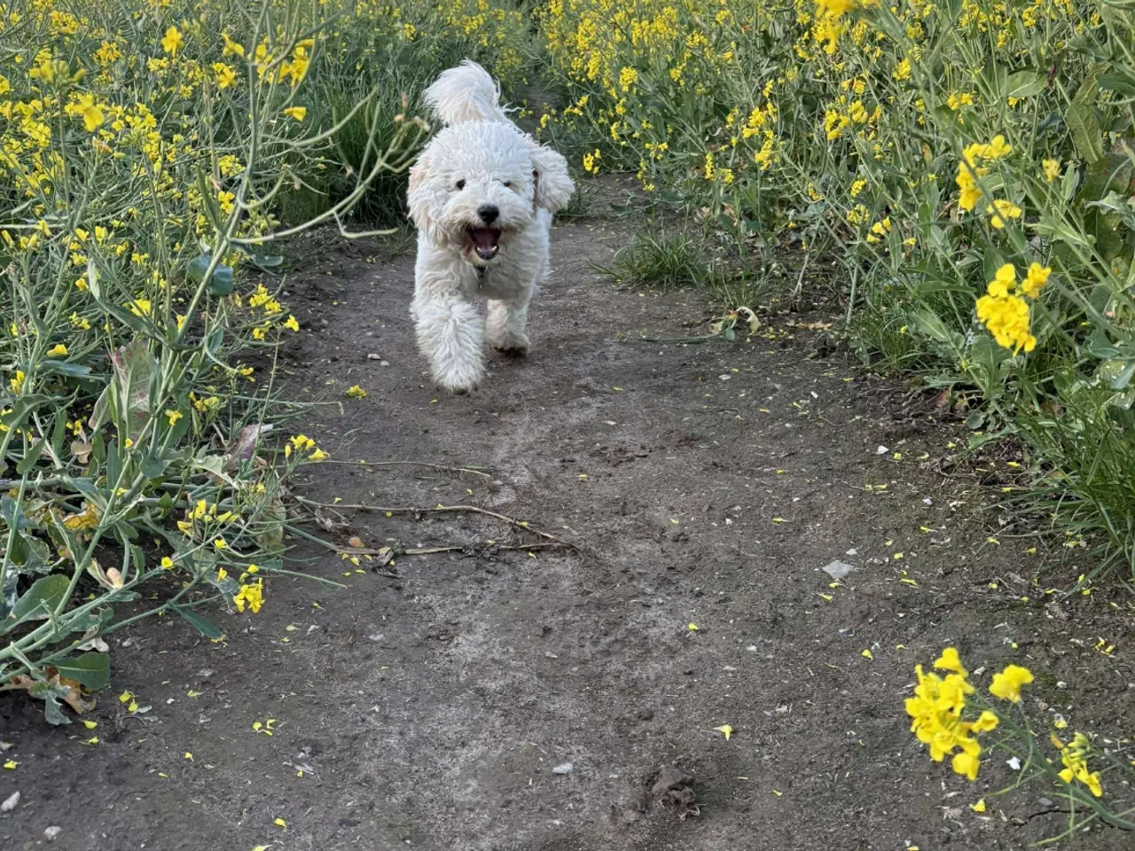 Billede 12 - De skønneste Mini Goldendoodle hvalpe 