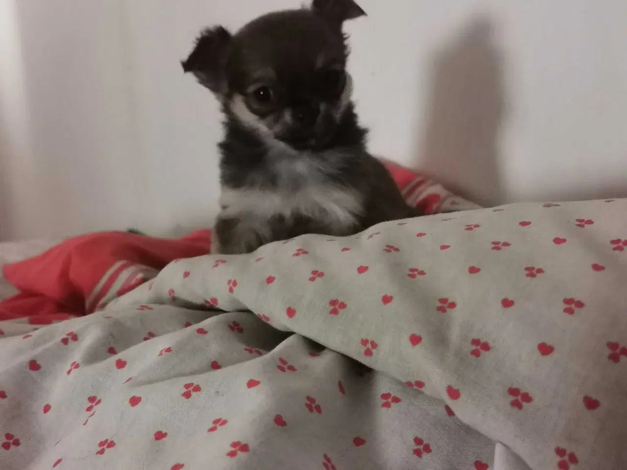 Billede 3 - Langhåret Chihuahua hvalpe