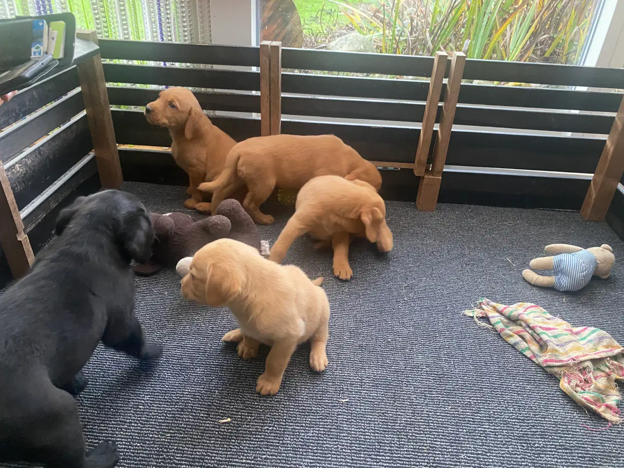 Billede 5 - Hundehvalpe sælges