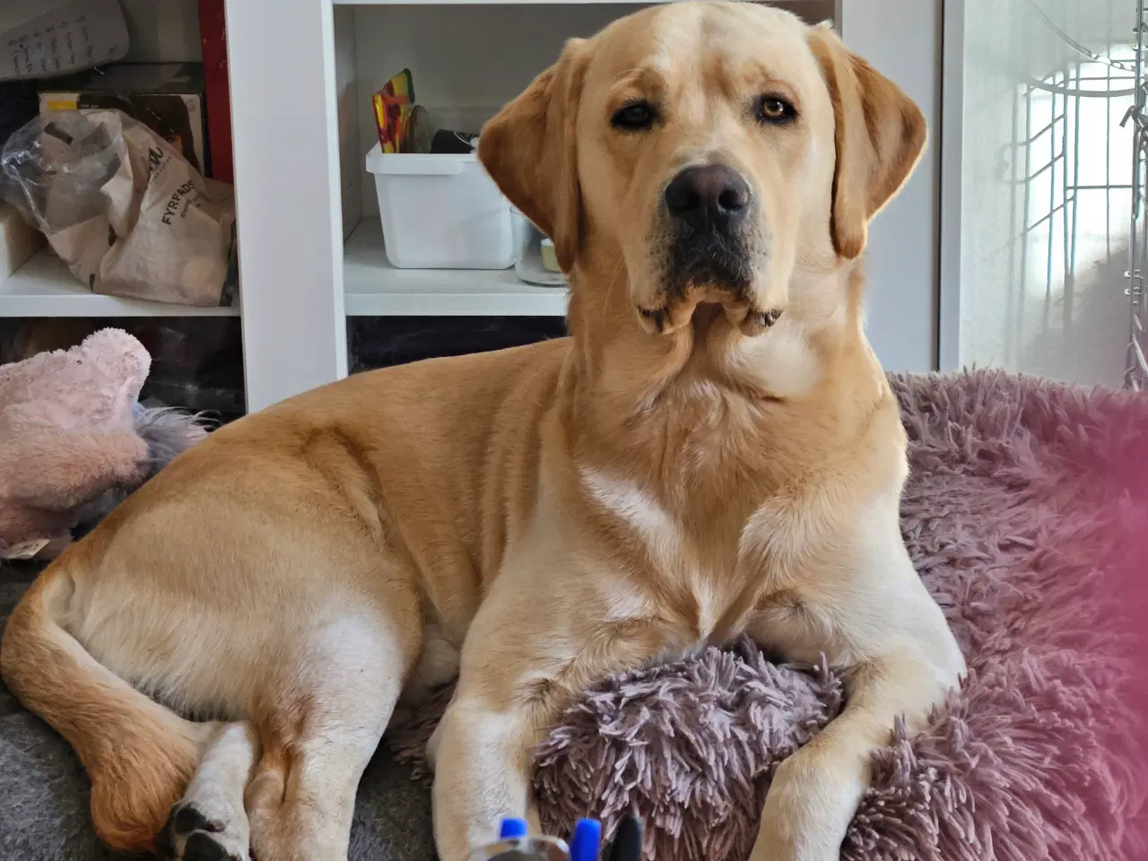 Billede 1 - Labrador/retriever tilbydes til avl 