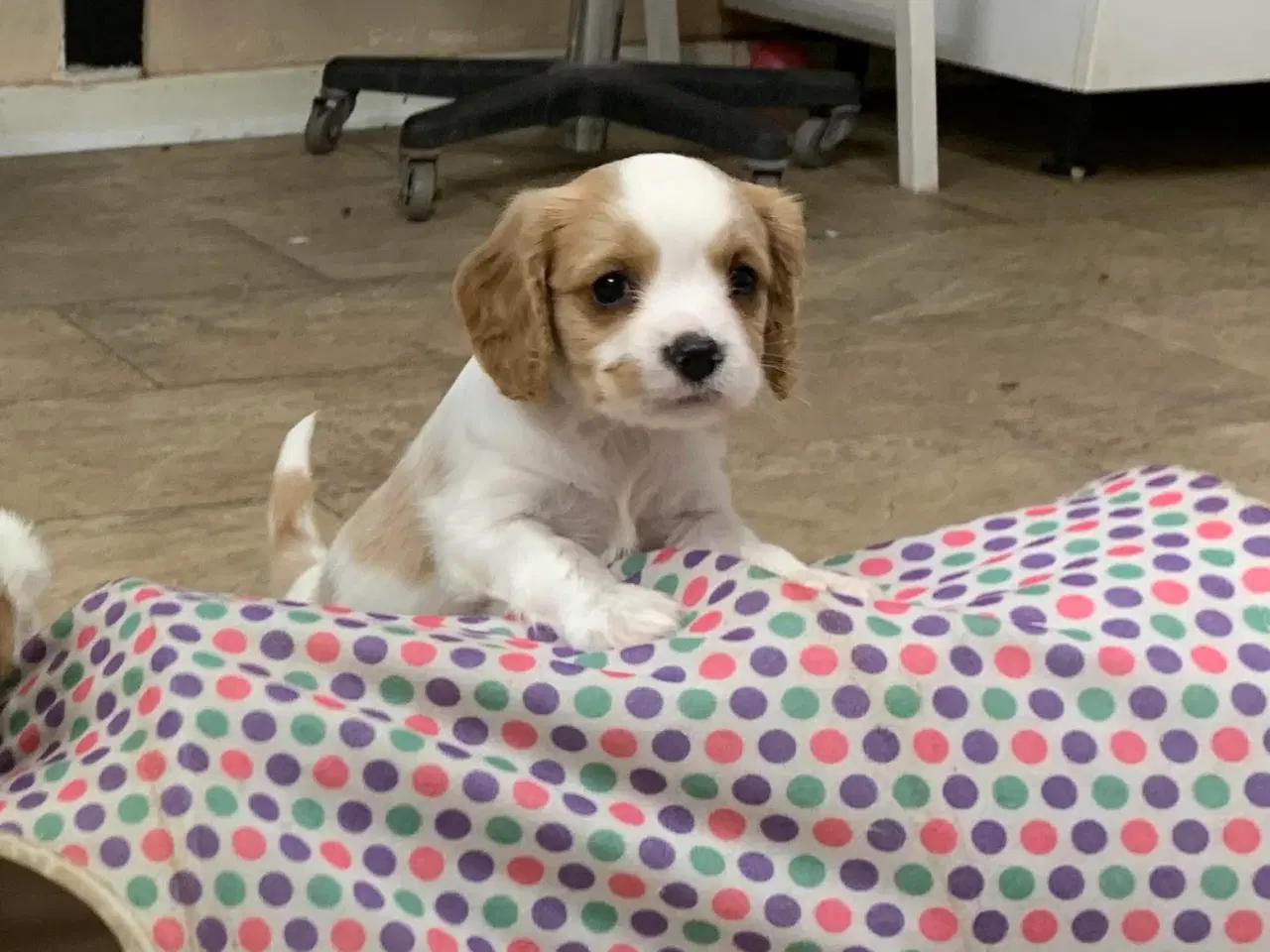 Billede 14 - De yndigste cavapoo babyer 