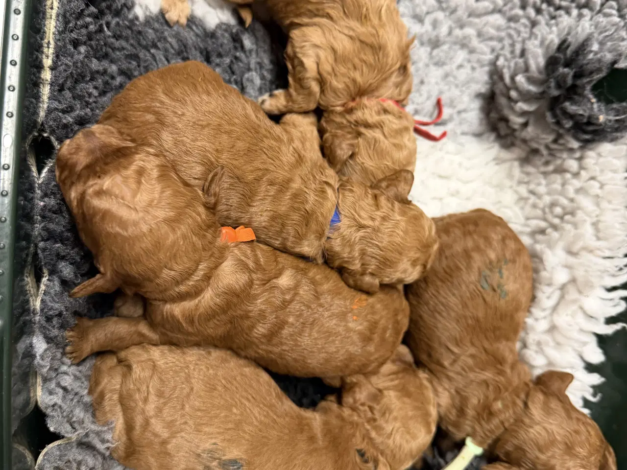 Billede 4 - Skønne Cavapoo F2b