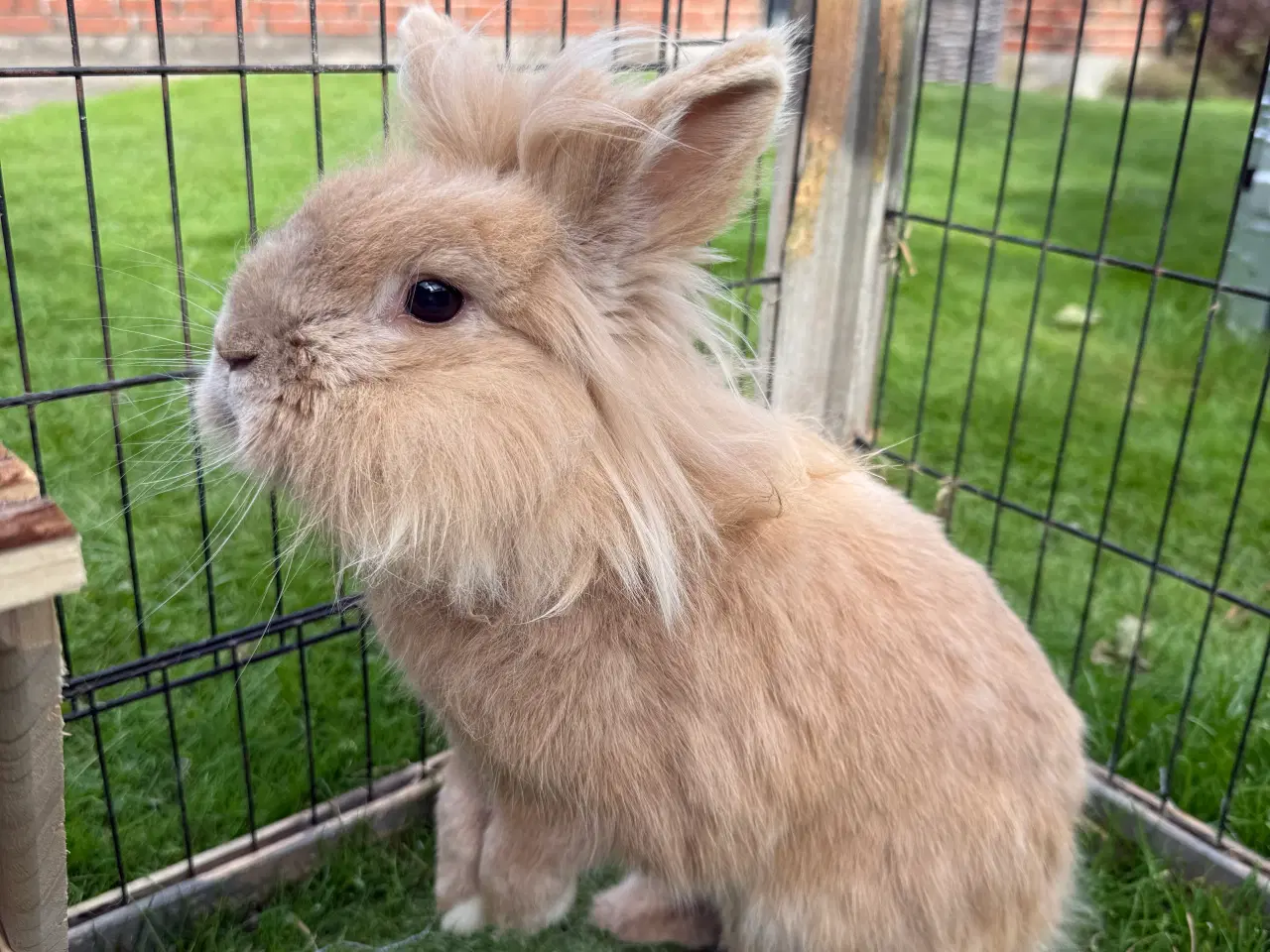 Billede 2 - To løvehoved kaniner søger nyt hjem