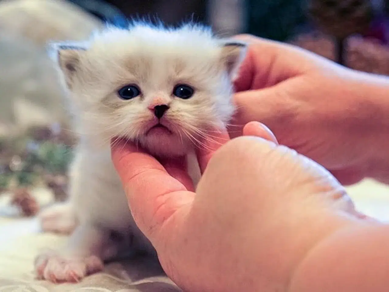 Billede 1 - Lækker ragdoll dreng med sjælden maske