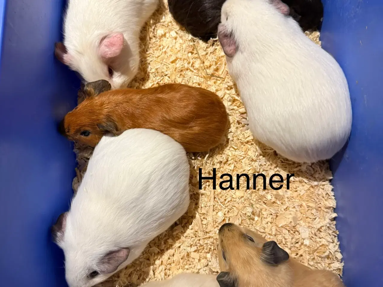 Billede 1 - Marsvin han unger