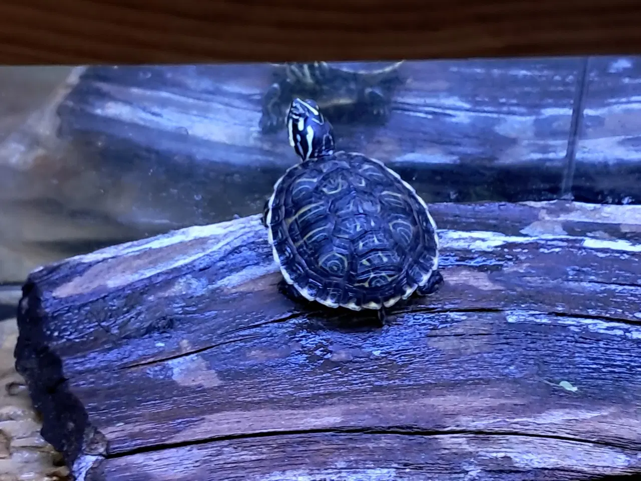 Billede 6 - Søde asiatiske sumpskildpadder