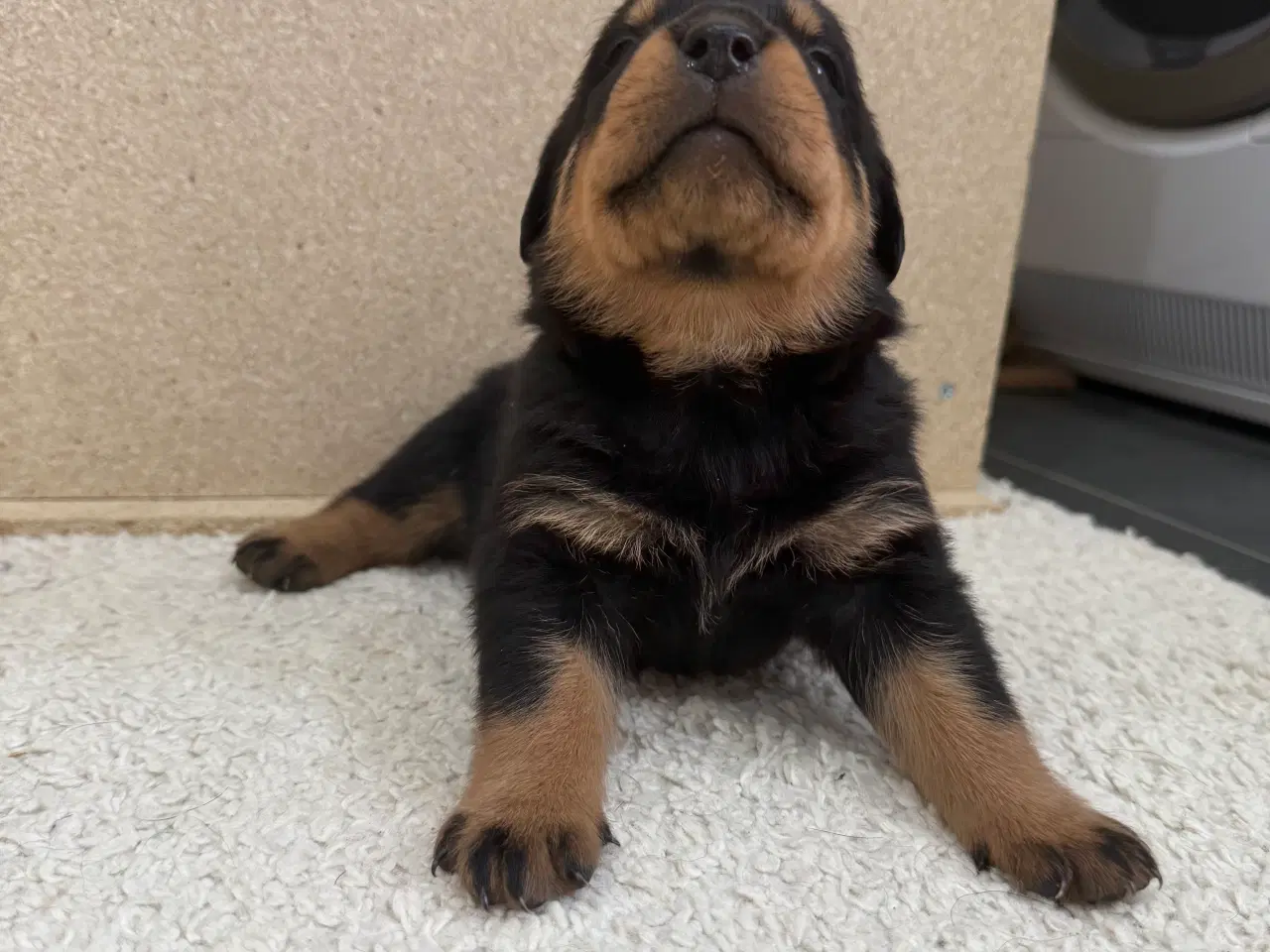 Billede 5 - Rottweiler hvalpe 