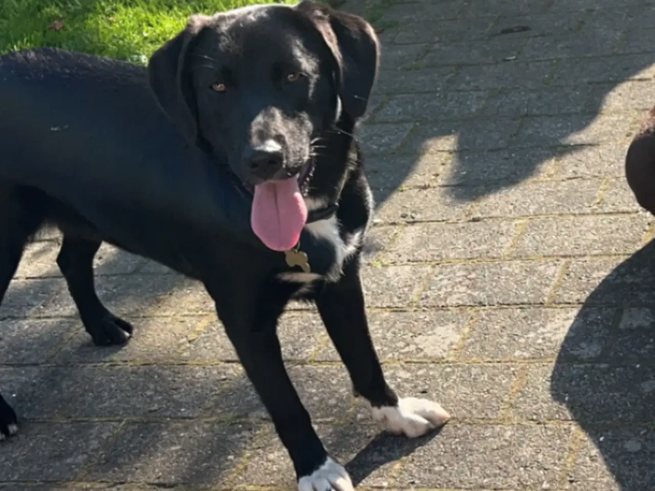 Billede 11 - 3 skønne han hunde 