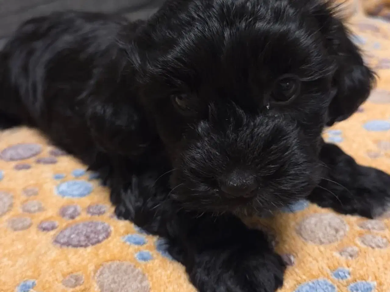 Billede 17 - Søde Maltipoo hvalpe søger nye hjem