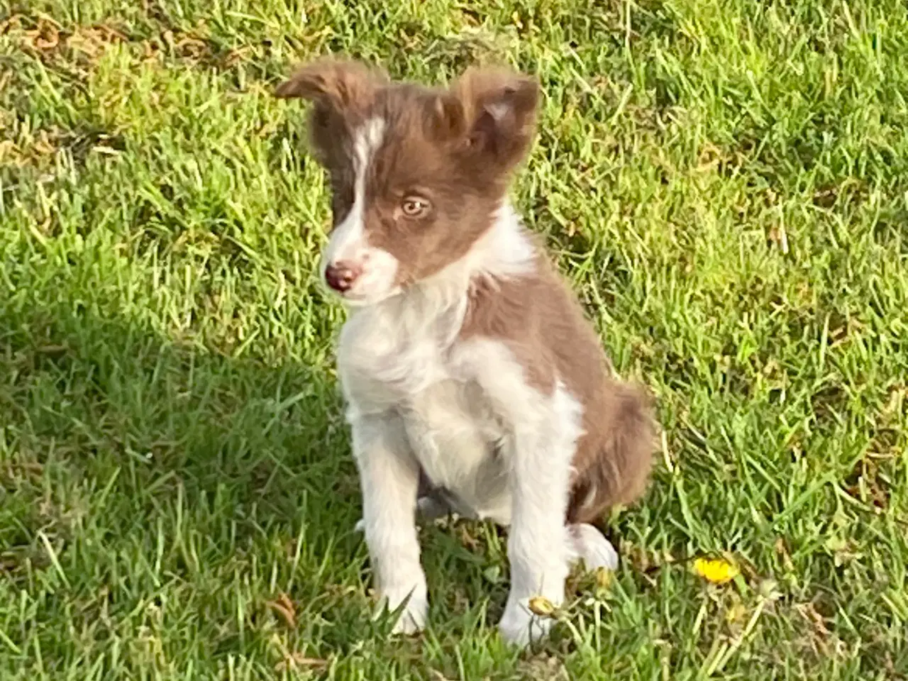 Billede 6 - Border collie