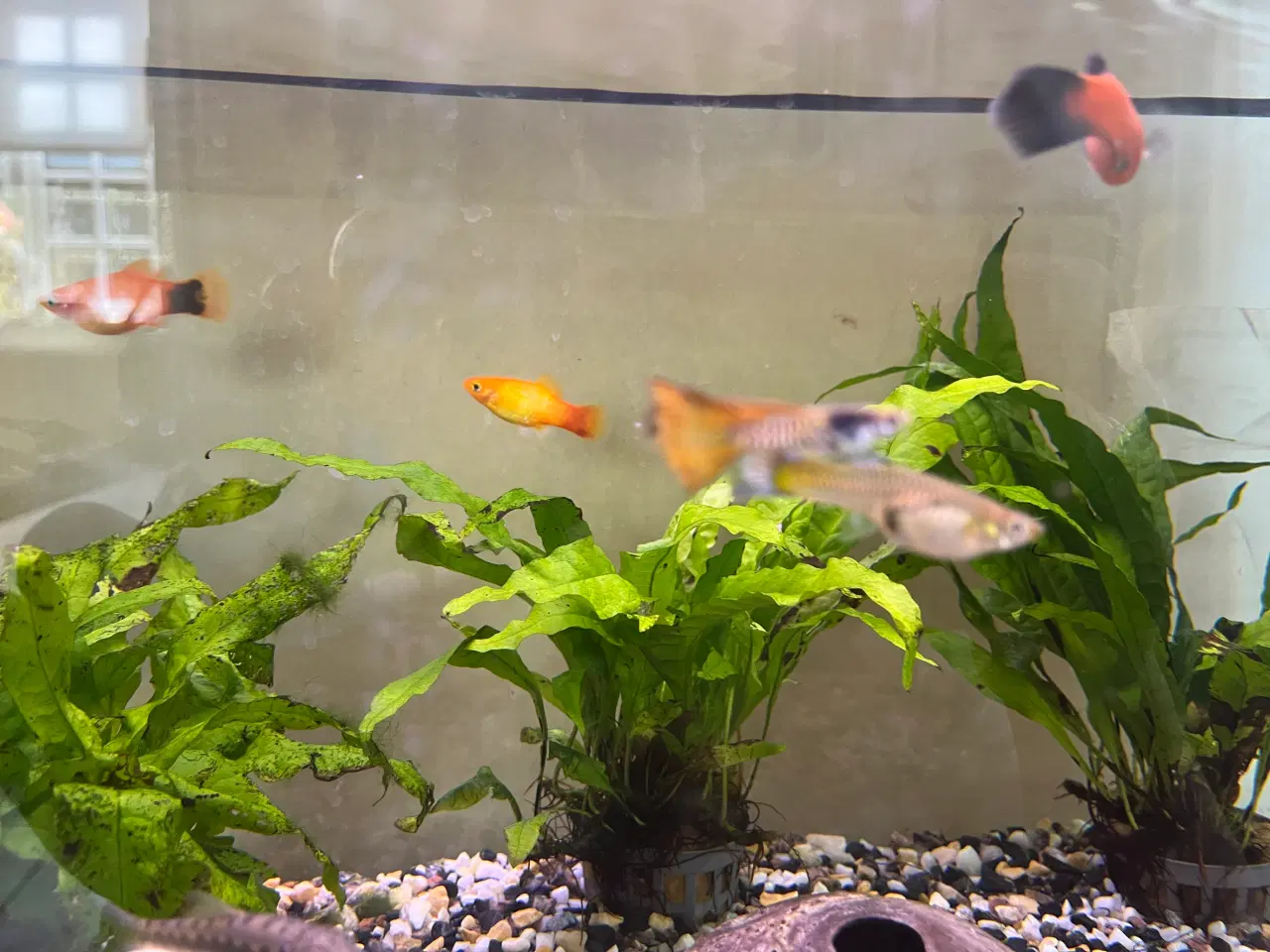 Billede 7 - Akvariefisk blandet guppy Molly sugemalle