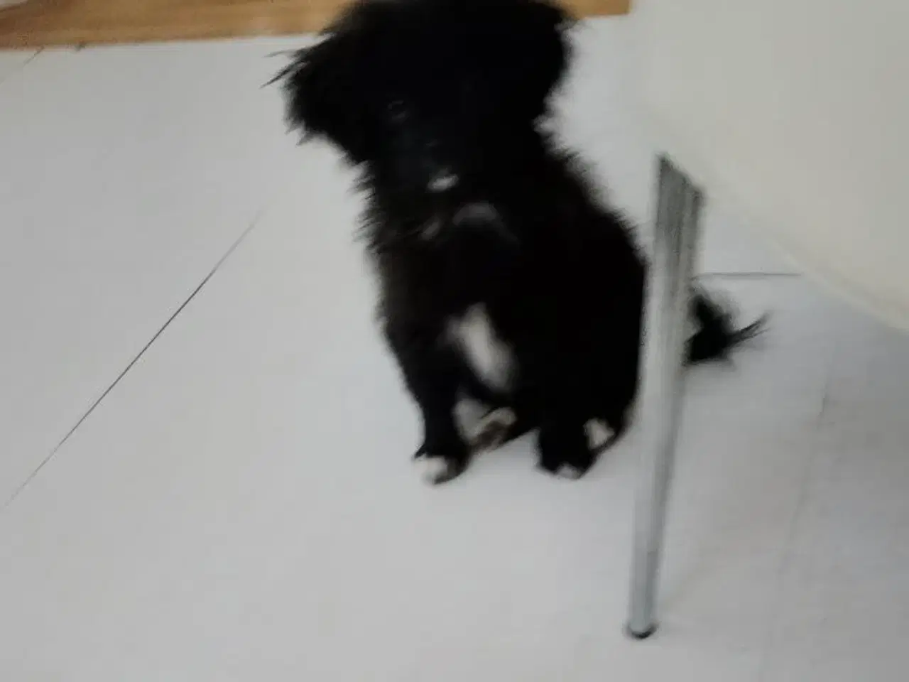 Billede 2 - Skønneste og dejligst pomeranian-/pomeran-blanding