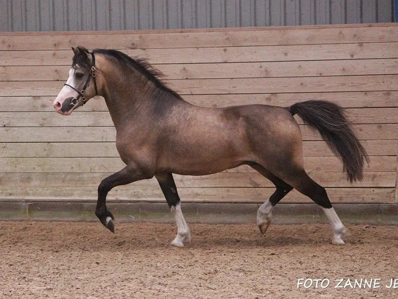 Billede 1 - Avlshingst eller pony til det hele