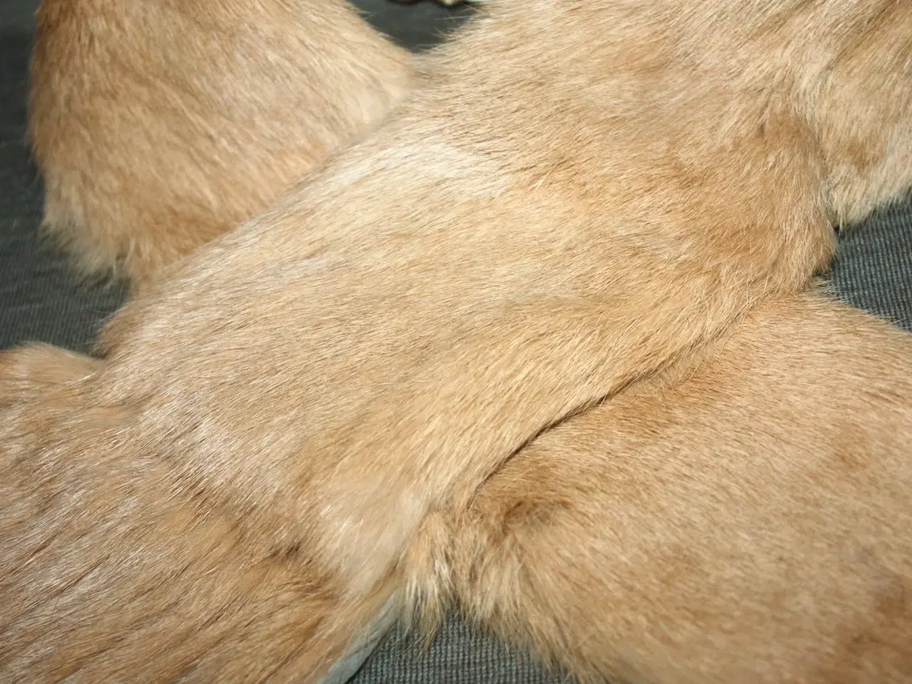 Billede 3 - Halstørklæde / Pelskrave til jakke