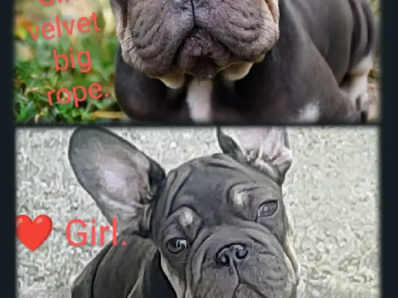 Billede 13 - Fransk bulldog 