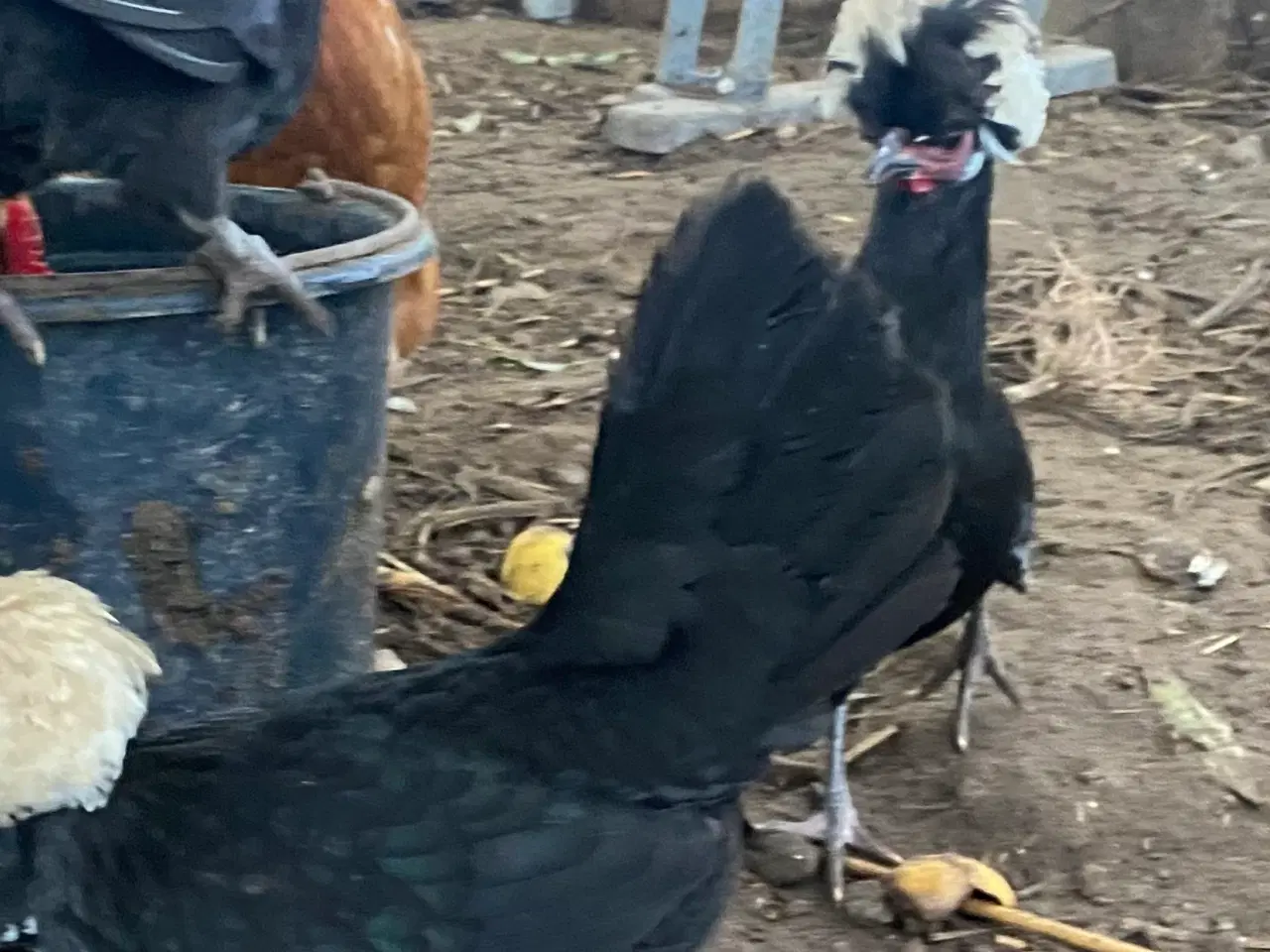 Billede 5 - 4 toppede hollændere høns