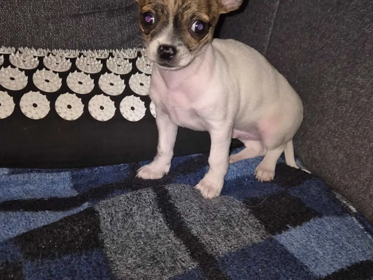 Billede 2 - Små chihuahua