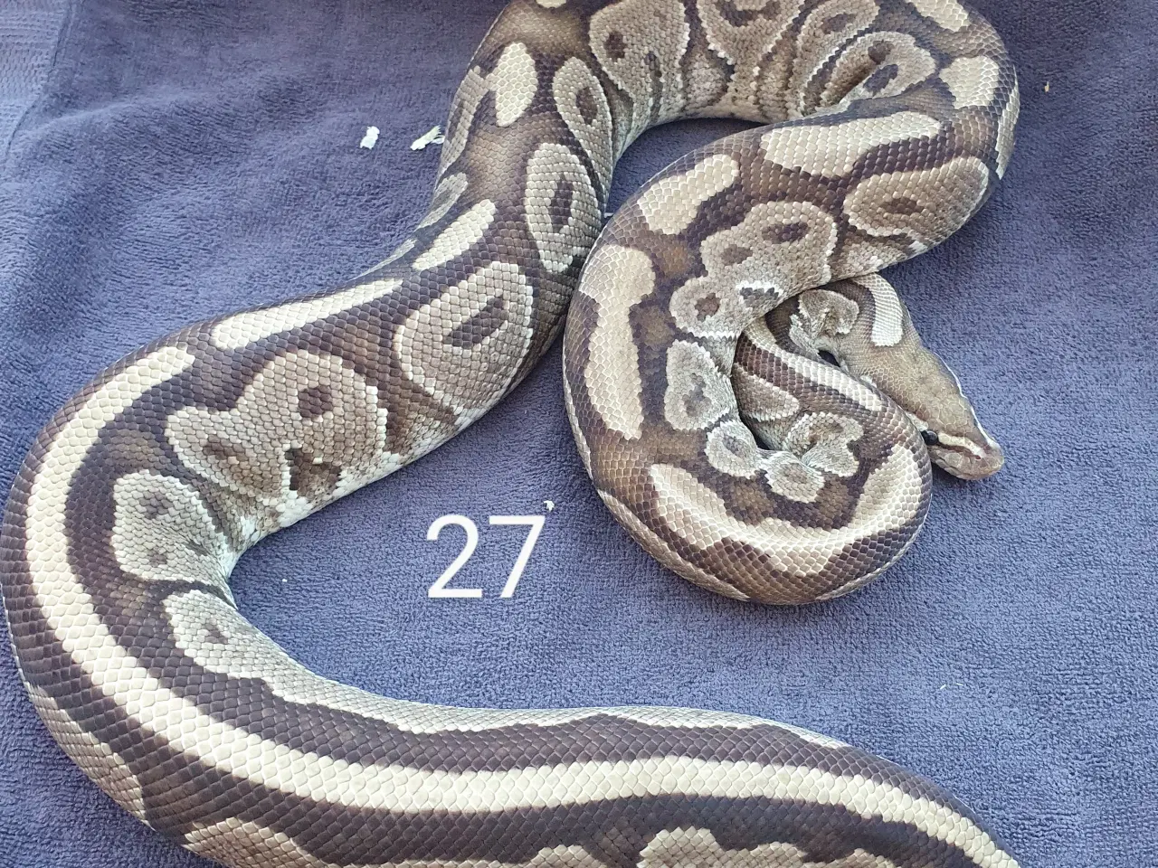 Billede 2 - Pied kongepythons osv.