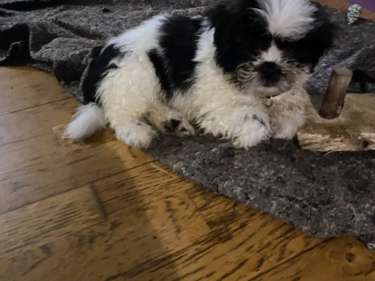 Billede 2 - Shih tzu