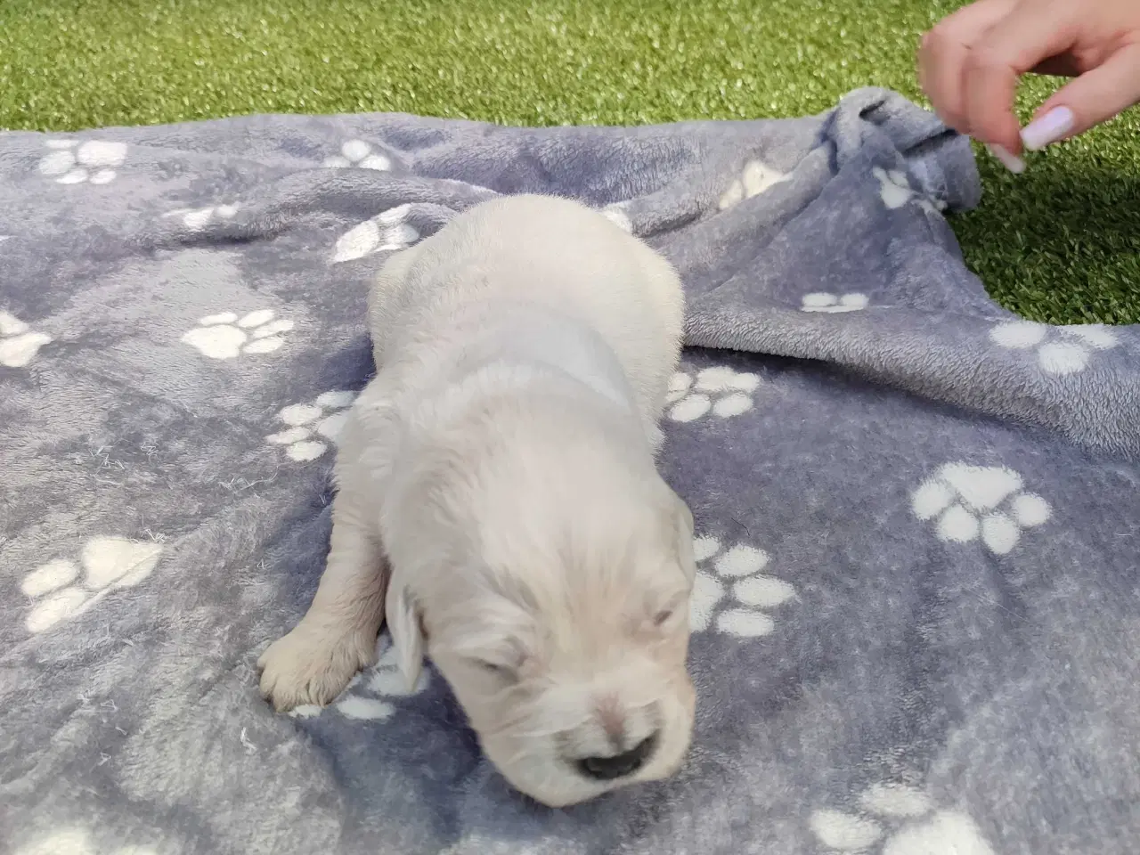 Billede 9 - Golden Retriever Hvalpe 