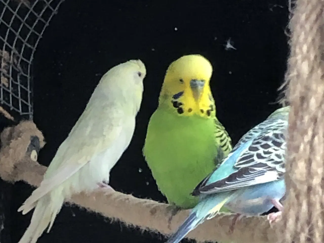 Billede 2 - Han undulat 