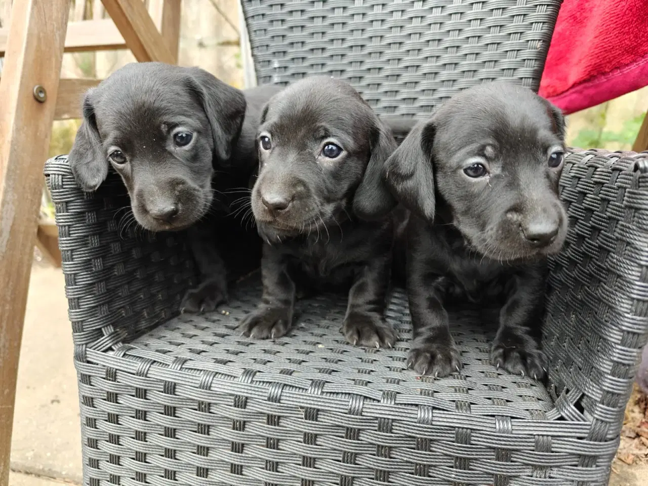 Billede 7 -  Standart Gravhunde hvalpe 5 uger