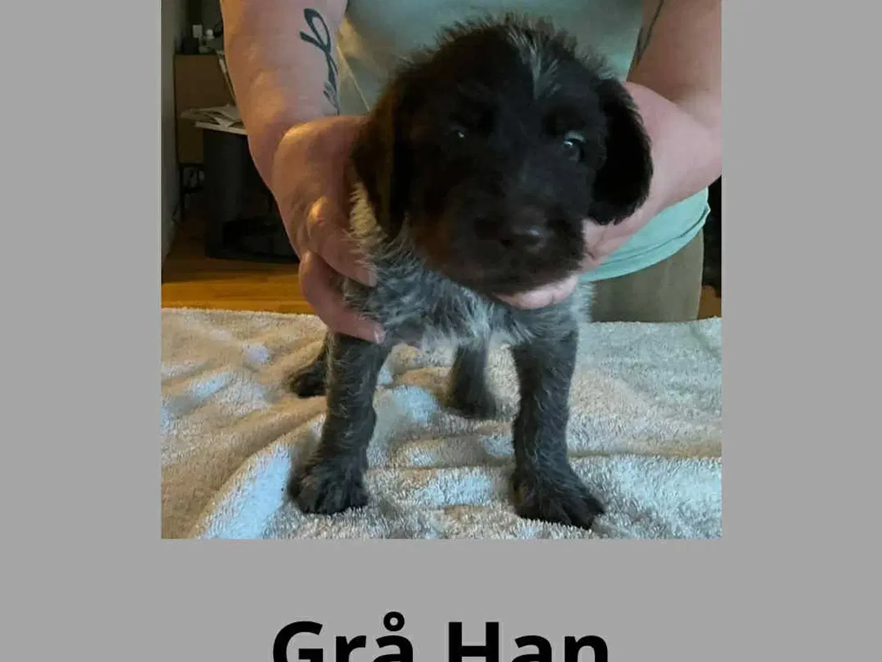 Billede 3 - Ruhåret hønsehunde hvalpe