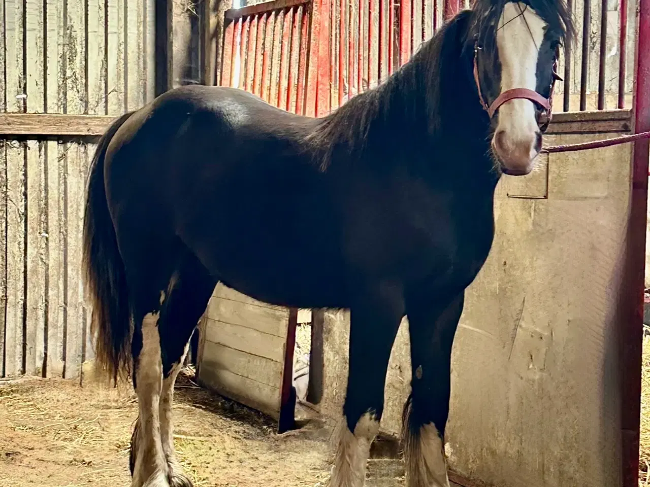 Billede 3 - Irish cob vallak 