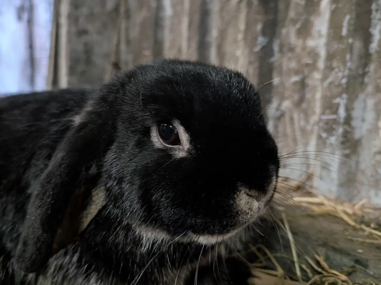 Billede 4 - Kaniner mini lop